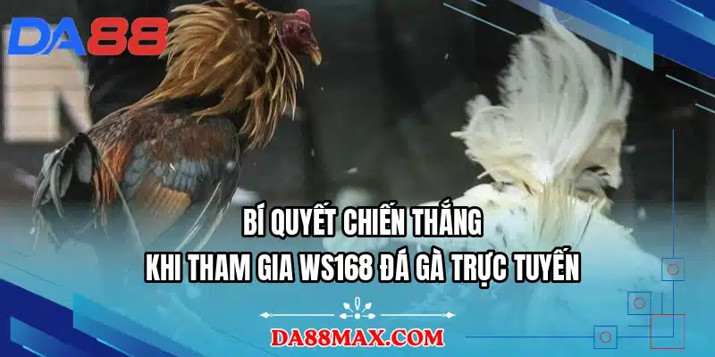 Bí quyết chiến thắng khi tham gia WS168 đá gà trực tuyến