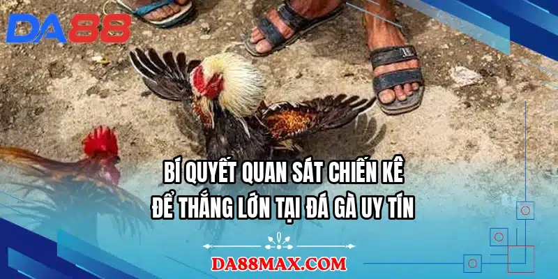 Bí quyết quan sát chiến kê để thắng lớn tại đá gà uy tín