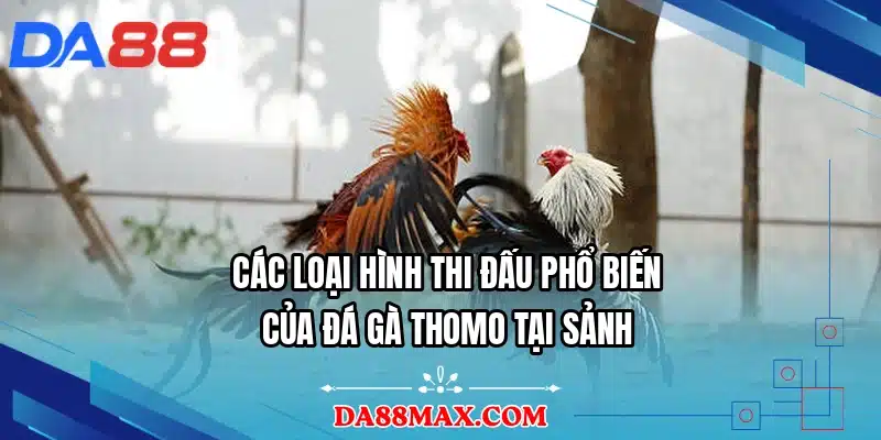 Các loại hình thi đấu phổ biến của đá gà Thomo tại sảnh