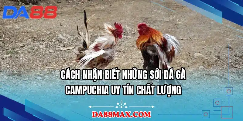 Cách nhận biết những sới đá gà Campuchia uy tín chất lượng
