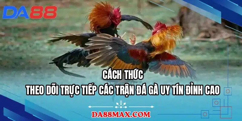 Cách thức theo dõi trực tiếp các trận đá gà uy tín đỉnh cao