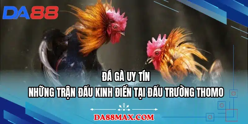 Đá Gà Uy Tín - Những Trận Đấu Kinh Điển Tại Đấu Trường Thomo