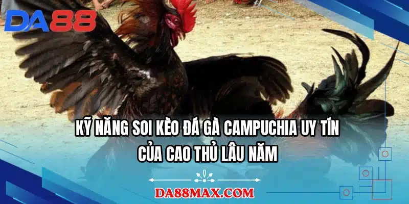 Kỹ năng soi kèo đá gà Campuchia uy tín của cao thủ lâu năm