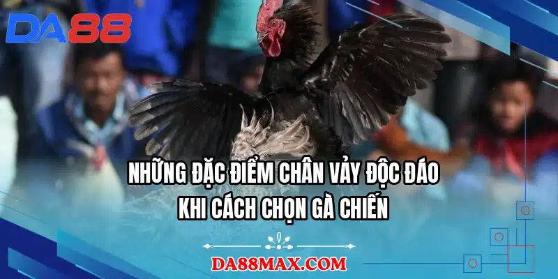 Những đặc điểm chân vảy độc đáo khi cách chọn gà chiến