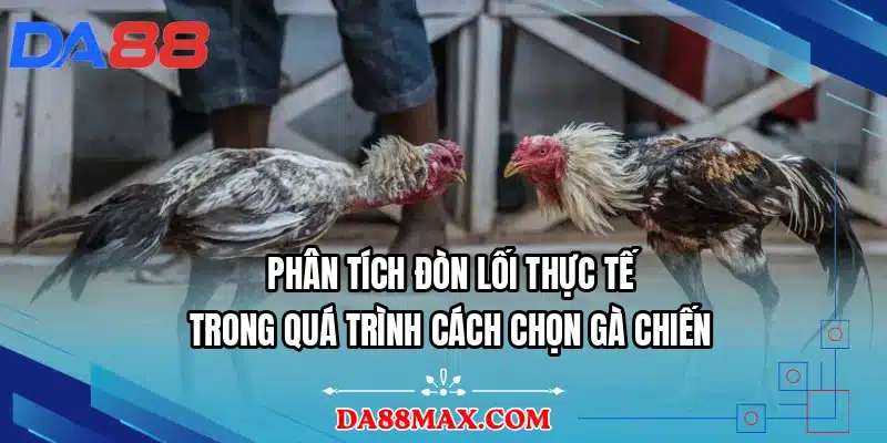 Phân tích đòn lối thực tế trong quá trình cách chọn gà chiến