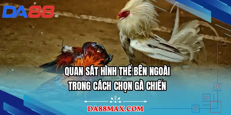 Quan sát hình thể bên ngoài trong cách chọn gà chiến
