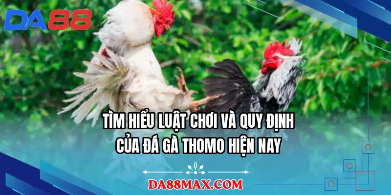 Tìm hiểu luật chơi và quy định của đá gà Thomo hiện nay