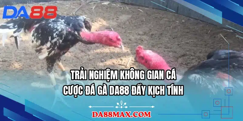 Trải nghiệm không gian cá cược đá gà DA88 đầy kịch tính