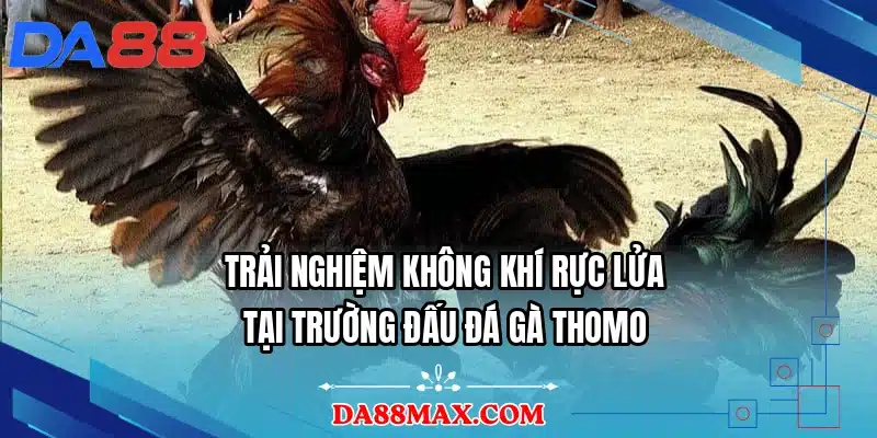 Trải nghiệm không khí rực lửa tại trường đấu đá gà Thomo