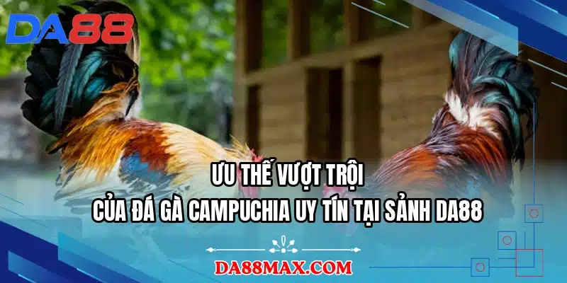 Ưu thế vượt trội của đá gà Campuchia uy tín tại sảnh DA88