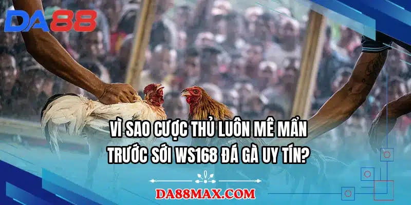 Vì sao cược thủ luôn mê mẩn trước sới WS168 đá gà uy tín?